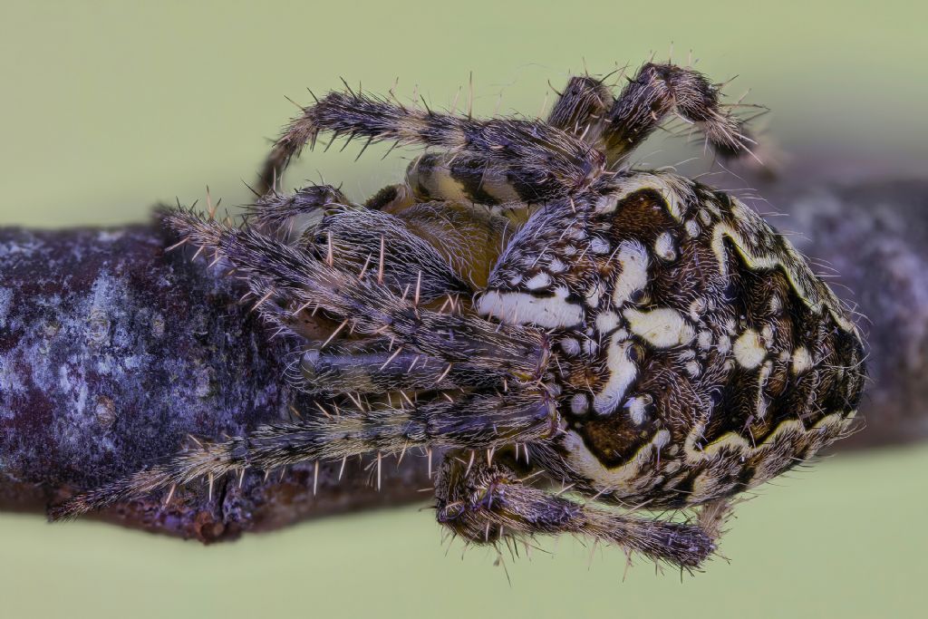 Araneidae - Araneus diadematus